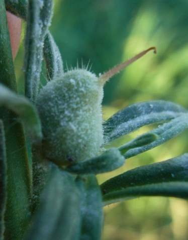 Misopates orontium